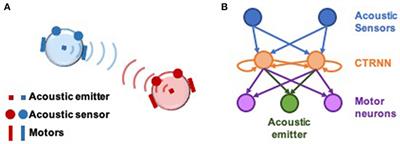 Embodied Dyadic Interaction Increases Complexity of Neural Dynamics: A Minimal Agent-Based Simulation Model